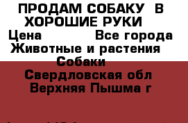 ПРОДАМ СОБАКУ  В ХОРОШИЕ РУКИ  › Цена ­ 4 000 - Все города Животные и растения » Собаки   . Свердловская обл.,Верхняя Пышма г.